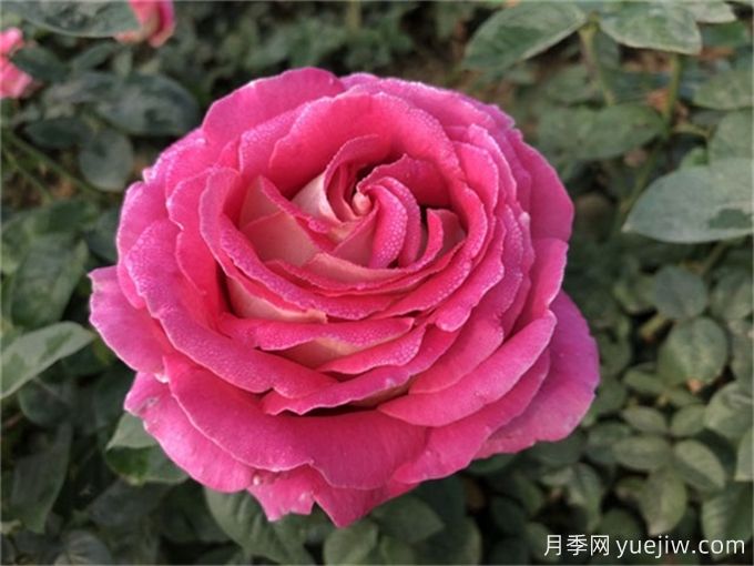 描寫月季花的好句好段，作文用得上(圖1)