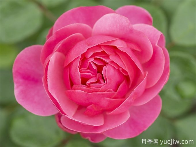 粉色達(dá)芬奇月季，粉嫩少女心的灌木月季(圖3)