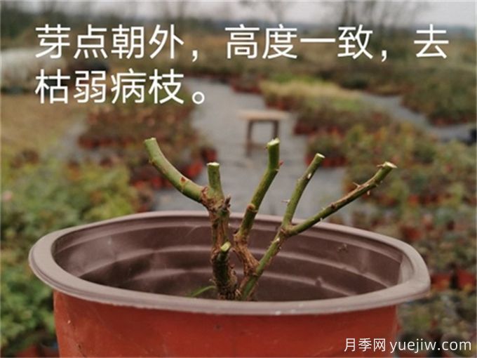月季的冬季如何管理？怎樣使盆栽月季花開(kāi)不斷？(圖2)
