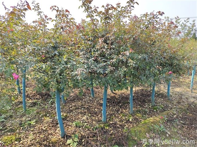 秋分將至，苗木栽植技巧請注意(圖1)