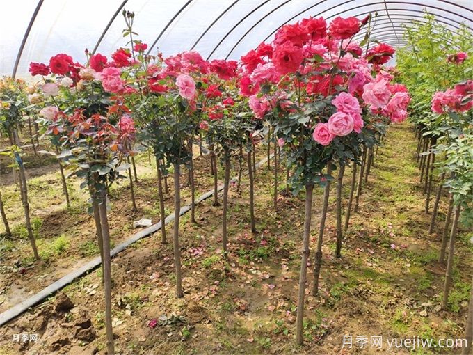 88個花卉基本知識點，必須收藏(圖3)
