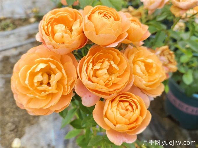 哪些月季花開花時間長？這5款月季品種花期超長(圖1)
