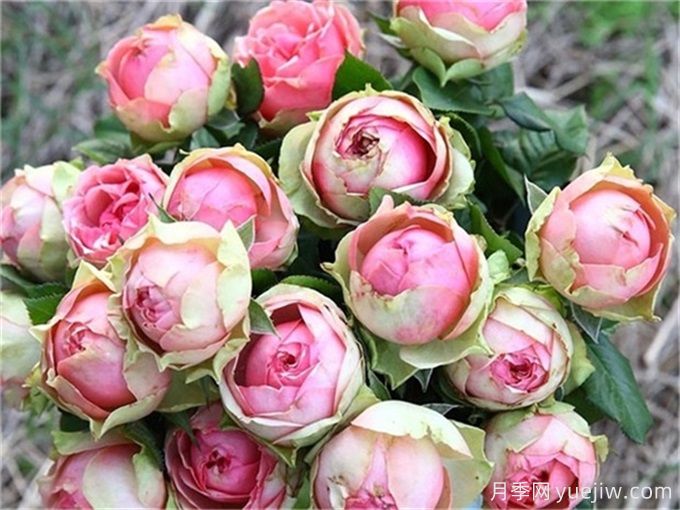 哪些月季花開花時間長？這5款月季品種花期超長(圖4)