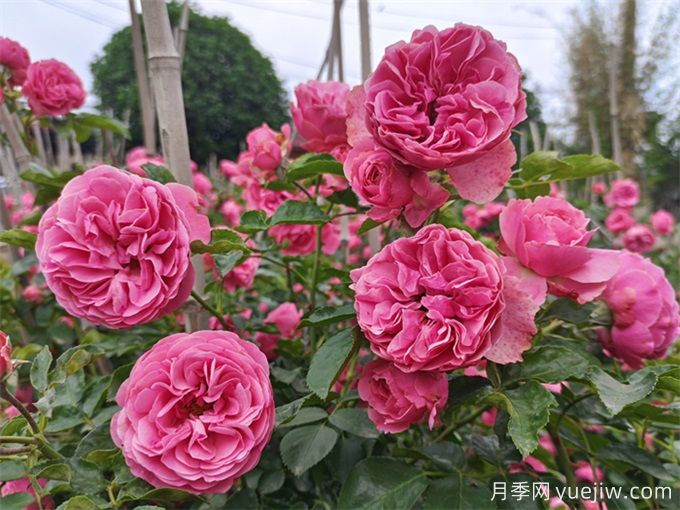 哪些月季花開花時間長？這5款月季品種花期超長(圖5)