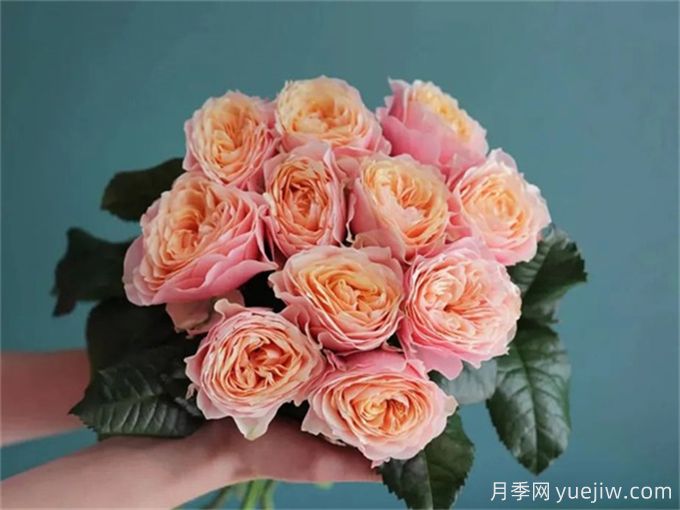 溫柔珊瑚心月季，花色獨(dú)特且勤花(圖1)