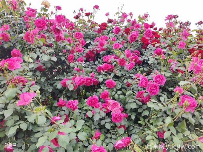 大游行月季，長(zhǎng)勢(shì)奇快，花墻花柱的優(yōu)選(圖2)