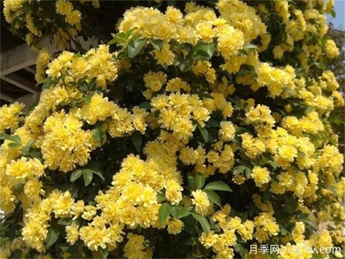 養(yǎng)一棵黃木香，花朵嬌艷，香氣醇厚(圖1)