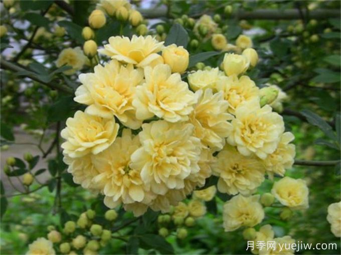 養(yǎng)一棵黃木香，花朵嬌艷，香氣醇厚(圖2)