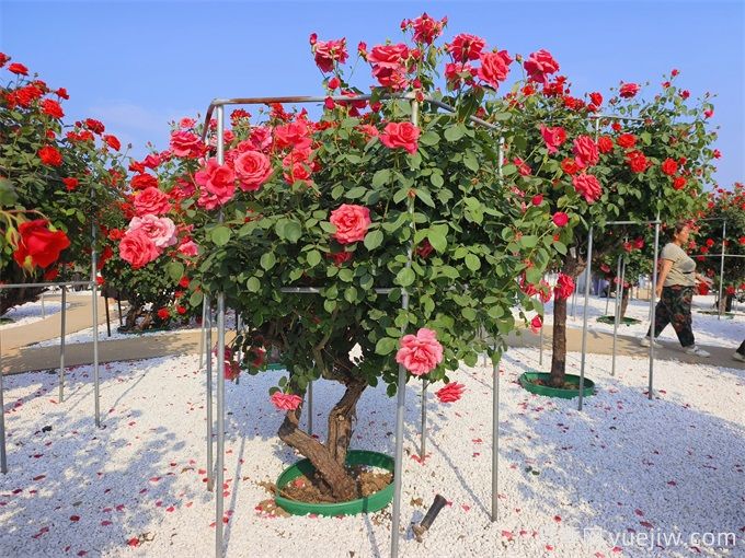 花園植物配置如何做？六個花園色彩搭配技巧(圖2)