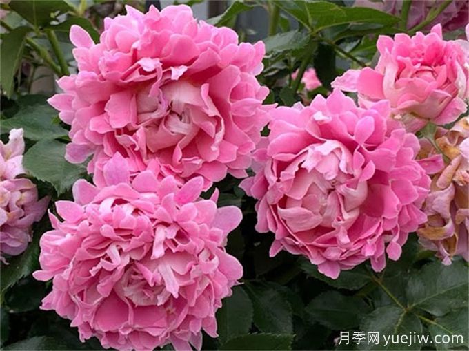 夢幻褶邊月季，獨(dú)特花型，香氣四溢(圖2)