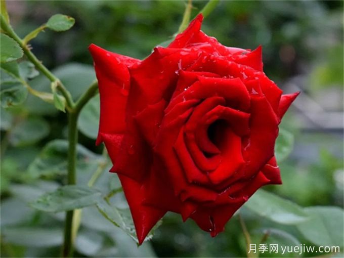花店必備80種玫瑰花，開始認識多色切花月季(圖2)