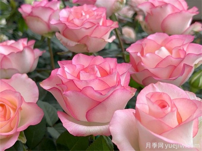 花店必備80種玫瑰花，開始認識多色切花月季(圖6)
