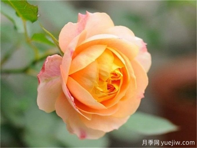 花店必備80種玫瑰花，開始認識多色切花月季(圖11)