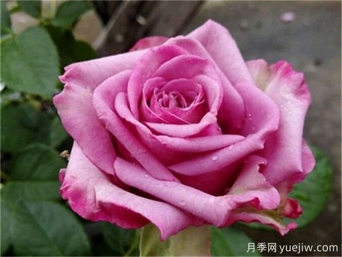 花店必備80種玫瑰花，開始認識多色切花月季(圖17)