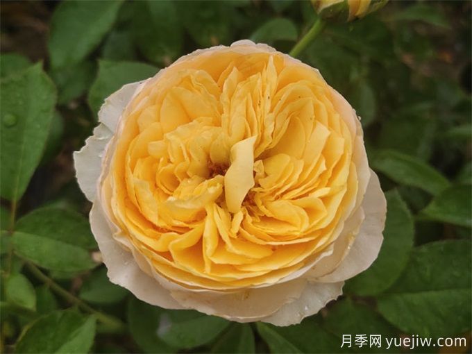 花店必備80種玫瑰花，開始認識多色切花月季(圖14)