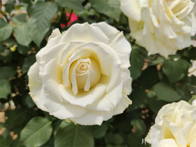 花店必備80種玫瑰花，開始認識多色切花月季(圖19)