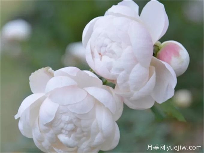 花店必備80種玫瑰花，開始認識多色切花月季(圖18)