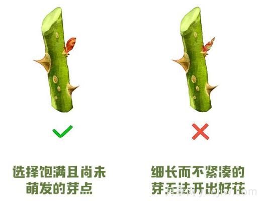 月季冬剪？修剪時間和重剪辦法(圖2)