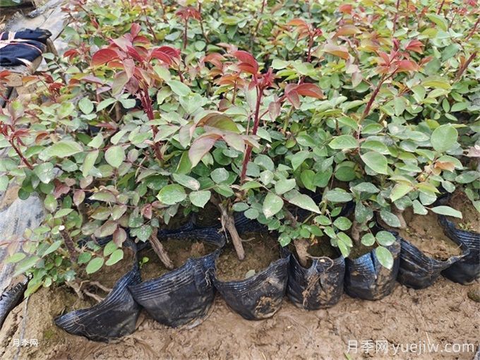怎么正確給月季花澆水？月季澆水要避免四種情況(圖2)