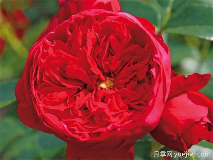 弗洛倫蒂娜月季，濃郁正紅、花量大抗性強(qiáng)(圖2)