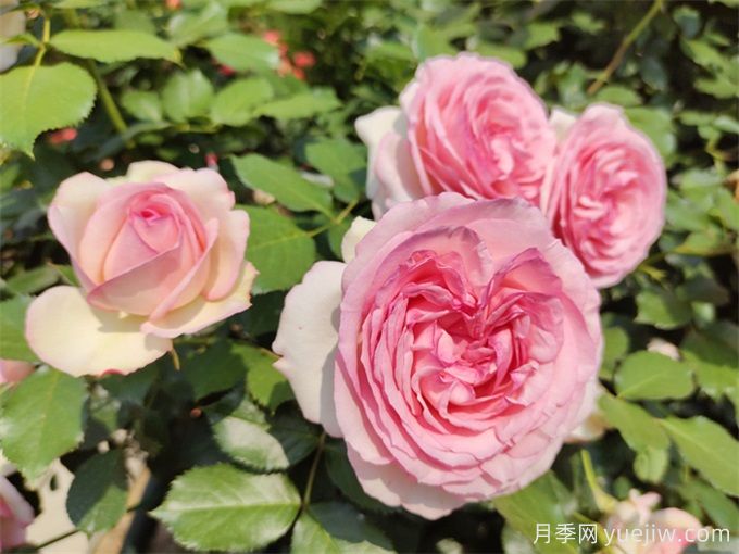 爬藤能力強(qiáng)的四種月季，長(zhǎng)勢(shì)快花量大(圖4)