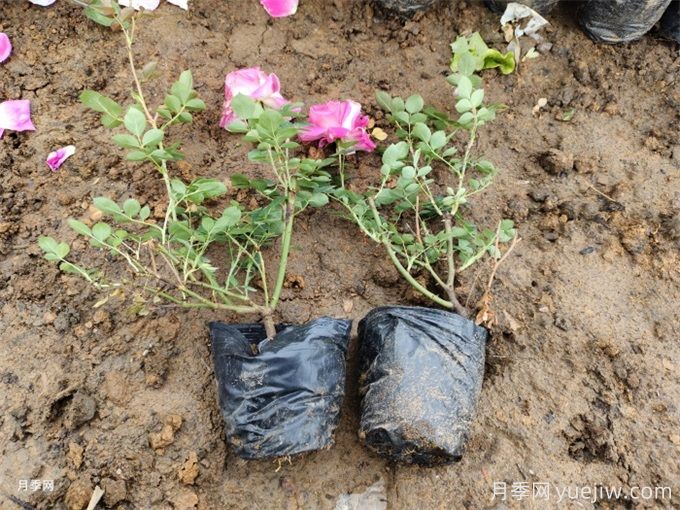 月季苗種下去不發(fā)芽又沒死，是什么原因？(圖2)