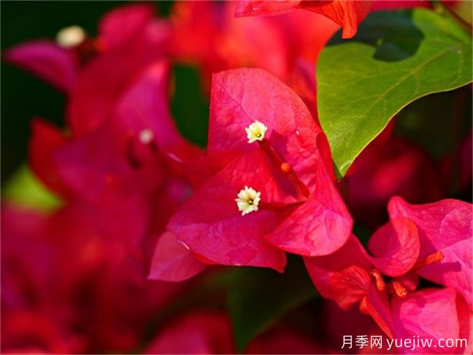 200種園林植物識(shí)別、應(yīng)用與養(yǎng)護(hù)(圖2)
