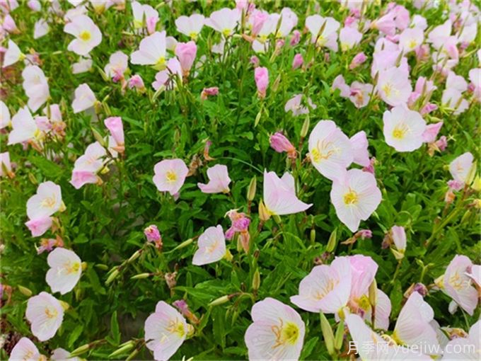 200種園林植物識(shí)別、應(yīng)用與養(yǎng)護(hù)(圖6)