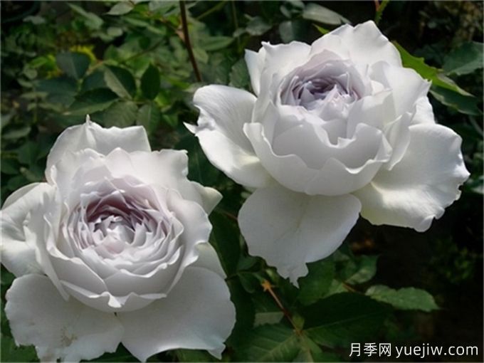 令人無法抗拒的藍(lán)色月季品種合集(圖2)