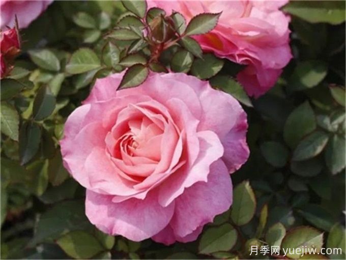 海神王陽臺月季，花量豐富花期長，陽臺黨喜愛(圖1)