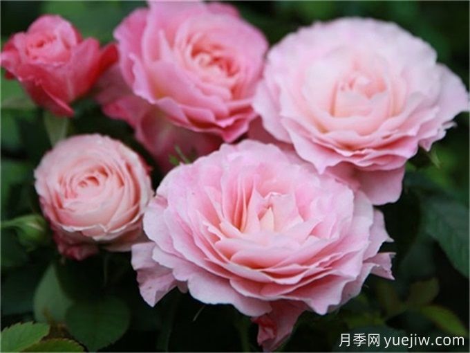 海神王陽臺月季，花量豐富花期長，陽臺黨喜愛(圖2)