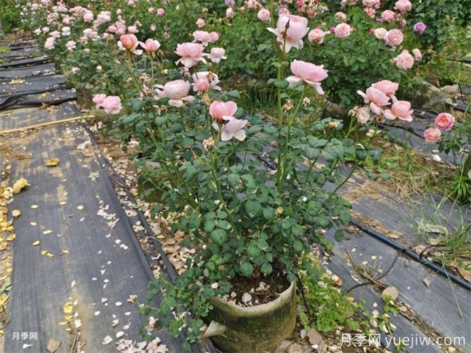 新購(gòu)的月季苗如何正確移栽？(圖3)