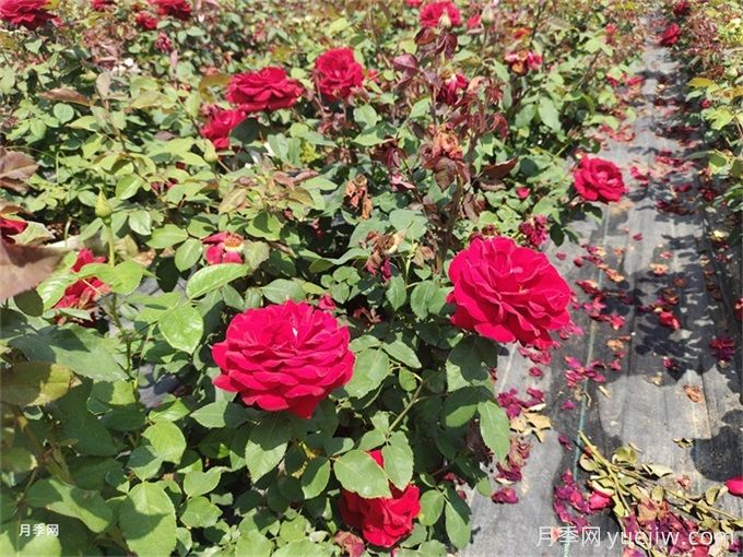 家里月季花葉子變黃，原來(lái)是因?yàn)檫@5個(gè)原因(圖1)