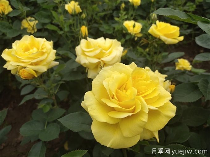 推薦10種大花月季，每一款開(kāi)花鮮艷，香味清新(圖2)