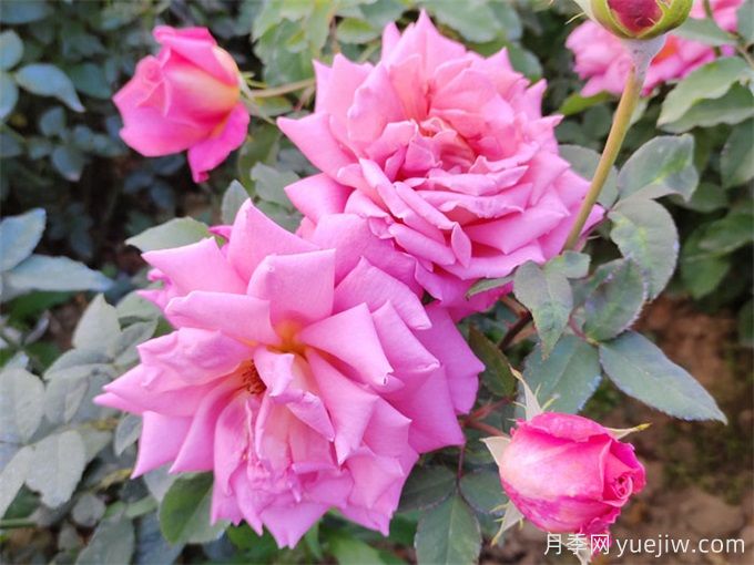 推薦10種大花月季，每一款開(kāi)花鮮艷，香味清新(圖3)