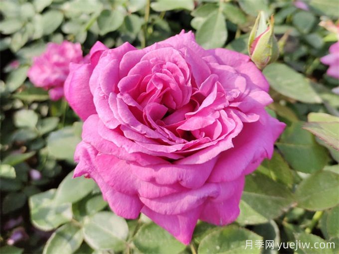 推薦10種大花月季，每一款開(kāi)花鮮艷，香味清新(圖4)