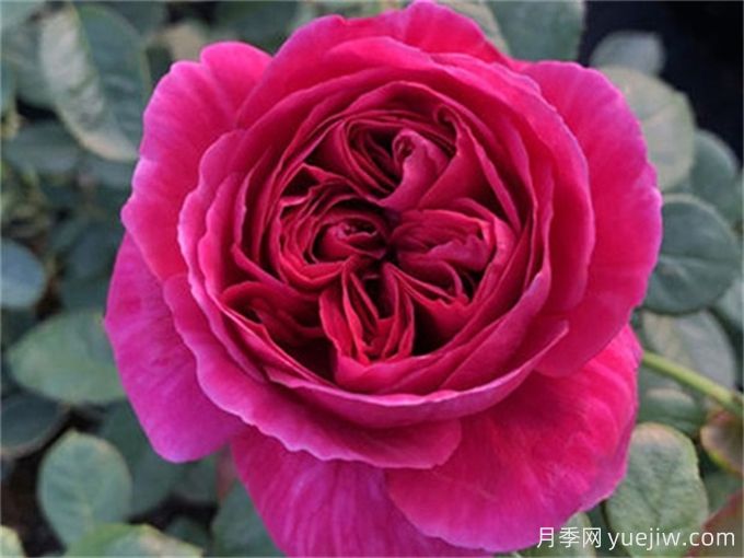 伊芙酒窖月季，花香迷人養(yǎng)護(hù)簡單(圖1)