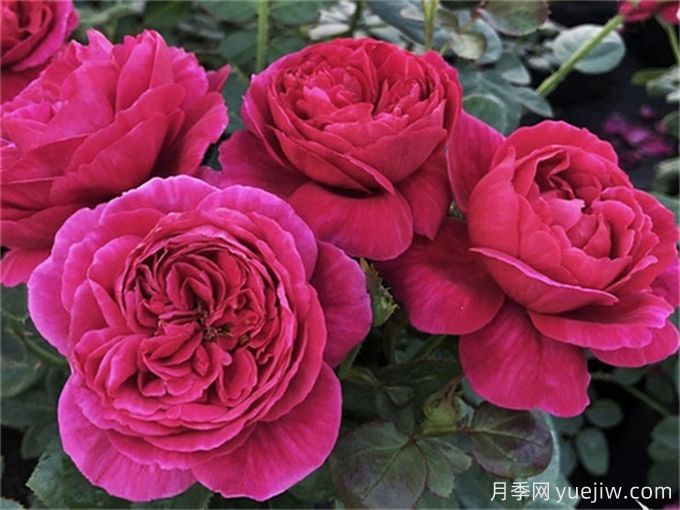 伊芙酒窖月季，集顏值和芳香于一身(圖1)