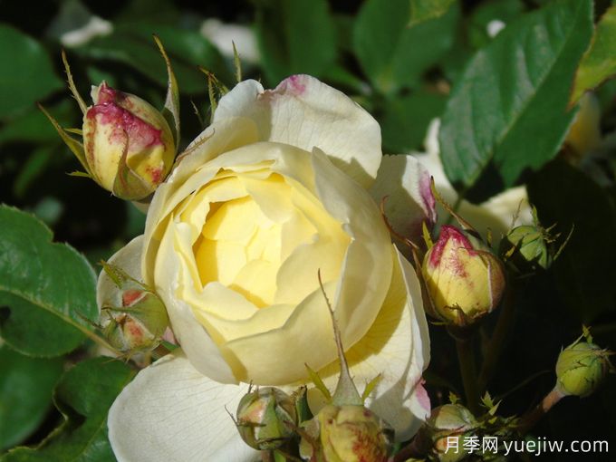 凡妮莎貝爾月季，華南耐濕熱低維護(hù)月季(圖1)