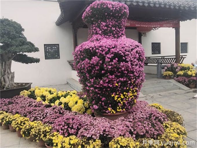 要想菊花開爆盆，入秋養(yǎng)護(hù)要做好這5點(diǎn)(圖1)