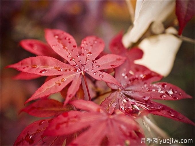 三角楓、五角楓、元寶楓、雞爪槭、紅楓的區(qū)別(圖4)