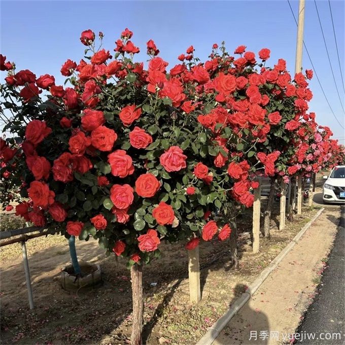 不論有沒有院子，都要養(yǎng)一棵樹狀月季(圖1)