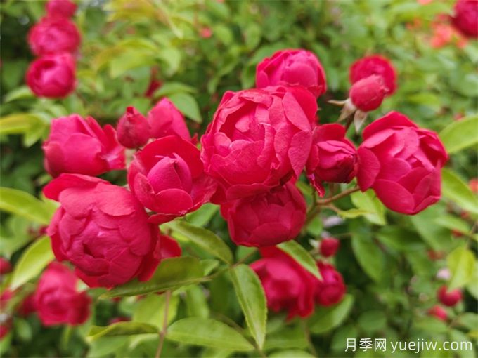 10種以香為名的花，香氣特別(圖1)