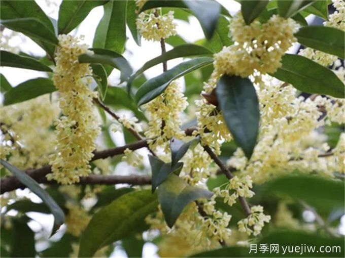 桂花樹常見(jiàn)病蟲害識(shí)別及防治(圖4)