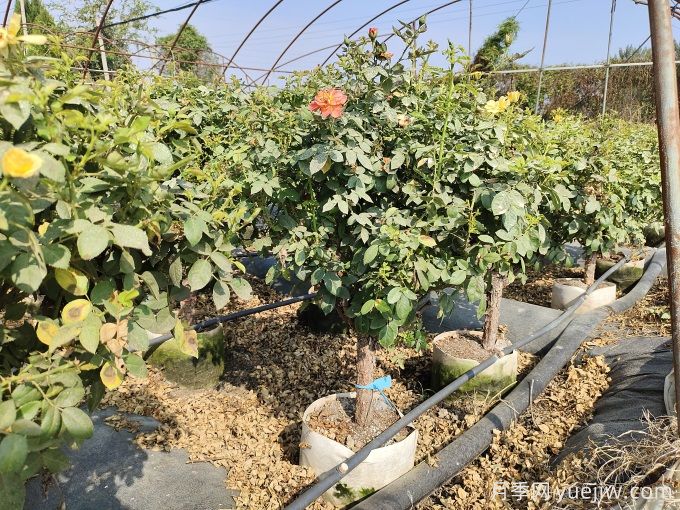 園藝新品，多色歐月薔薇桿樹(shù)狀月季(圖3)