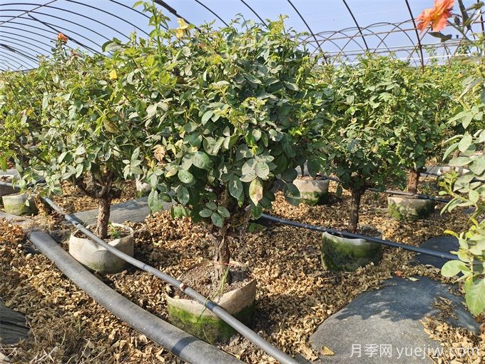 園藝新品，多色歐月薔薇桿樹(shù)狀月季(圖6)