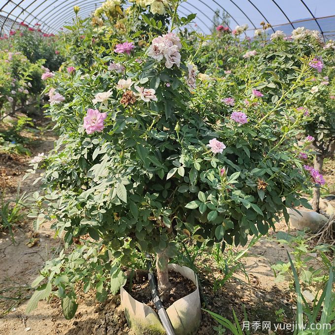 園藝新品，多色歐月薔薇桿樹(shù)狀月季(圖2)