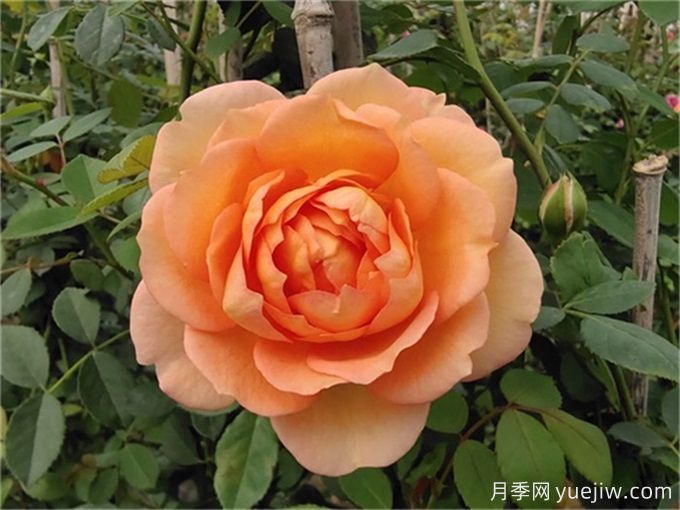 推薦3種爬藤月季，長勢旺盛，打造月季花墻(圖1)
