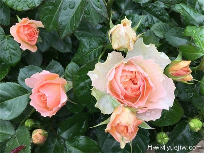 不帶香味的星王微月月季，喜歡清淡的花友必看(圖2)