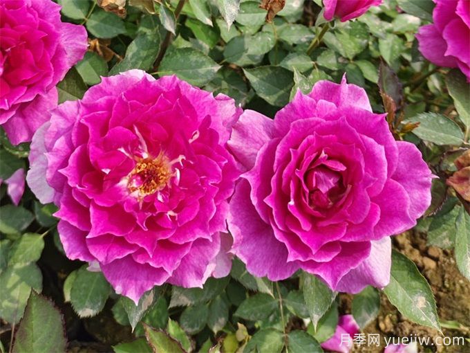 盤點10個***香的月季花品種(圖5)